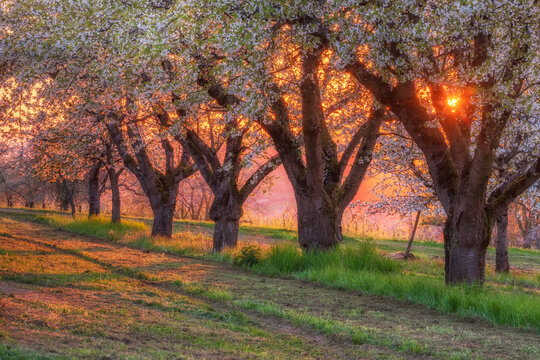 Streuobstwiese mit bl&uuml;henden Kirschb&auml;umen  bei Sonnenuntergang, Baden-W&uuml;rttemberg, Deutschland 
