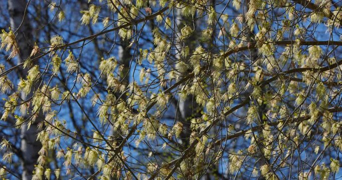 spring park at sunset, flowering willow branches, close up view of bright new greenery illuminated by the back light, black tree trunks, fresh foliage