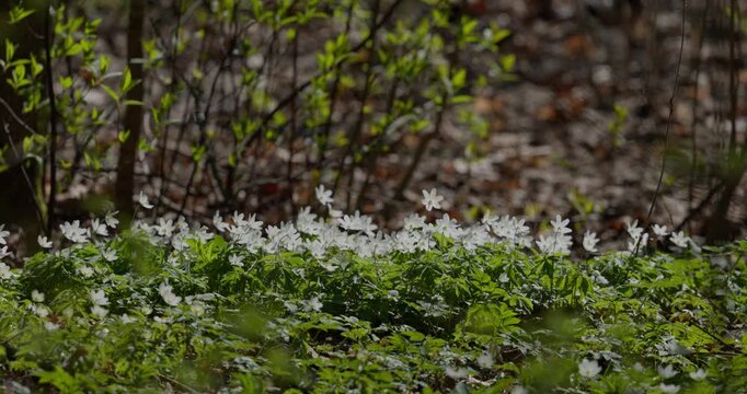 A close up view of white anemone flowers in the first days of spring in a natural park in sunny weather, bright greenery, no people