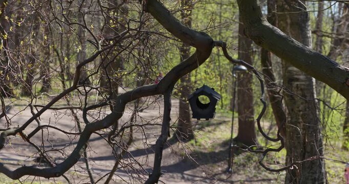 close up view of birdhouse is hanging on a tree in spring park at sunset, bright new greenery illuminated by the back light, black tree trunks, fresh foliage