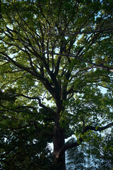 Fototapeta premium Bright Sunlight Piercing Through Radiant Young Canopy, Concept of Purity and Renewal
