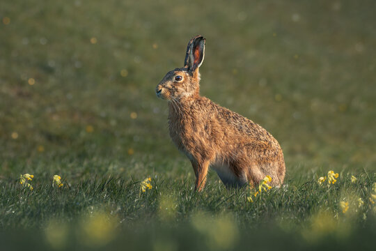European hare in among cowslip flowers