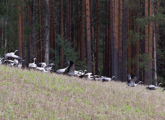 Obraz premium View of Crane birds in Finland