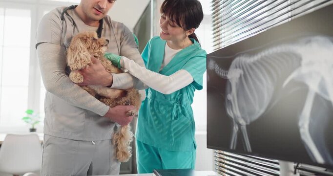 Veterinarian and nurse with dog during clinic xray. They comfort a small puppy while reviewing a radiograph on a monitor for exam and diagnostics with care. Concept shows teamwork and checkup.