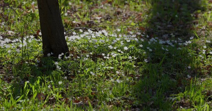 A close up view of white anemone flowers in the first days of spring in a natural park in sunny weather, bright greenery, no people