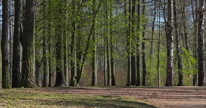 a path through a birch thicket in a spring park at sunset, bright new greenery illuminated by the back light, black tree trunks, fresh foliage