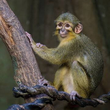 Gabon talapoin	