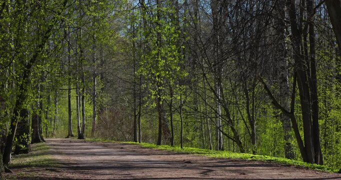 a path through a birch thicket in a spring park at sunset, bright new greenery illuminated by the back light, black tree trunks, fresh foliage
