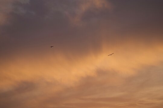 Sunset color&eacute; avec des silhouettes d'oiseaux