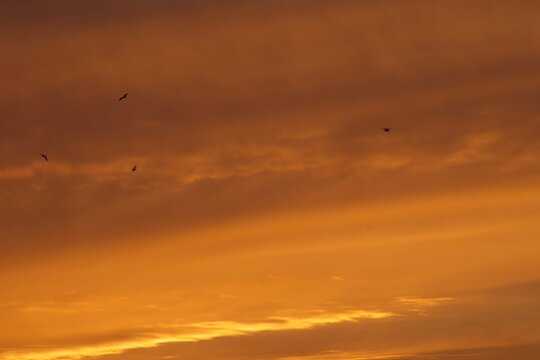 Sunset color&eacute; avec des silhouettes d'oiseaux