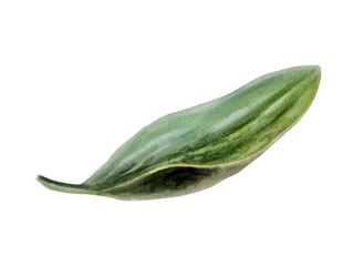 Plantain leaf in watercolor. Medicinal plantago lanceolata for digestive health supplement packaging, herbal tea label design, stomach remedy branding and organic apothecary botanical graphics © AnKa