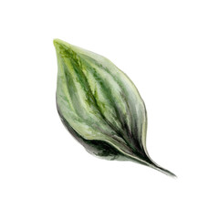 Plantain leaf in realistic watercolor. Green medicinal plantago for organic skincare cosmetic packaging, antiseptic ointment label design, natural skin remedy branding and apothecary graphics © AnKa