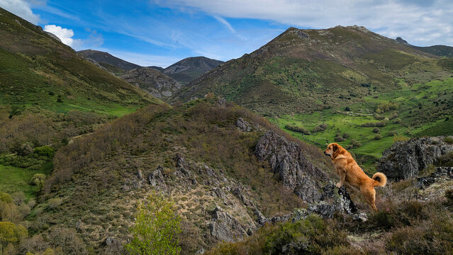 Leonese Mastiff dog sitting on a rocky outcrop overlooking a green mountain valley in Babia y Luna Natural Park, northern Spain