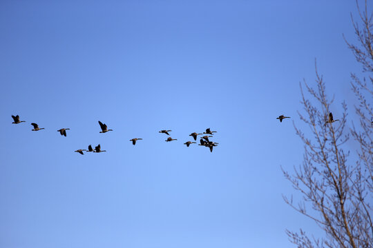 bernaches du canada dans le ciel