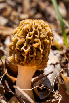 Morel Mushroom || Missouri Spring Afternoon in the Forest