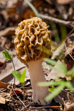 Morel Mushroom || Missouri Spring Afternoon in the Forest