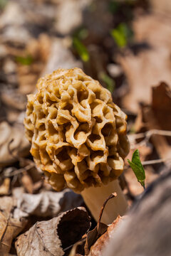 Morel Mushroom || Missouri Spring Afternoon in the Forest