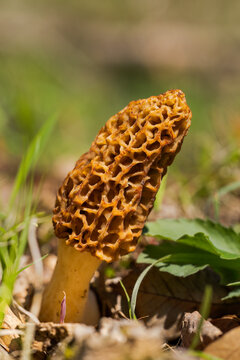 Morel Mushroom || Missouri Spring Afternoon in the Forest