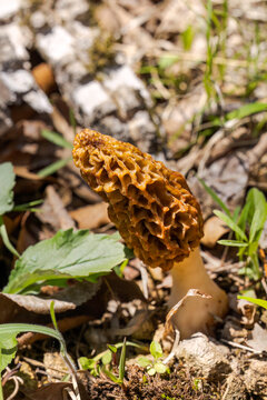 Morel Mushroom || Missouri Spring Afternoon in the Forest