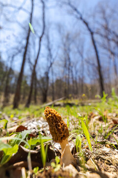 Morel Mushroom || Missouri Spring Afternoon in the Forest