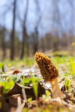 Morel Mushroom || Missouri Spring Afternoon in the Forest