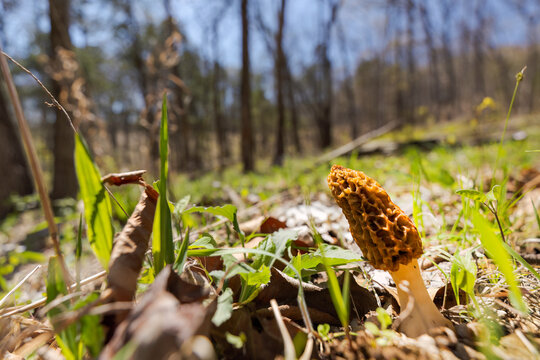 Morel Mushroom || Missouri Spring Afternoon in the Forest