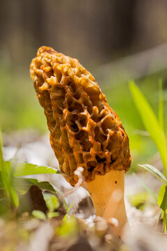 Morel Mushroom || Missouri Spring Afternoon in the Forest