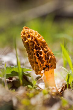 Morel Mushroom || Missouri Spring Afternoon in the Forest