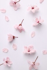 Obraz premium Beautiful cherry plum tree blossoms on white background, flat lay