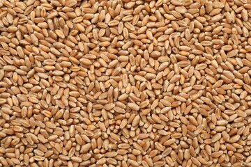 Fototapeta premium Heap of wheat grains as background, top view