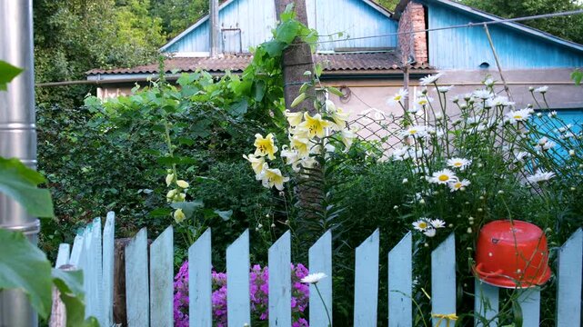 Bright flower bed grows along a blue wooden fence, with a rural house visible behind it. A red pot hangs on the fence to dry, creating a simple and colorful village courtyard scene with summer .