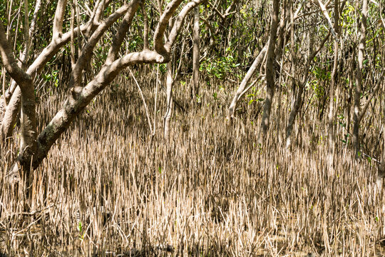 Cuba, Cienfuegos, Guanaroca Nature Reserve.  Grass and trees of the Caribbean.
