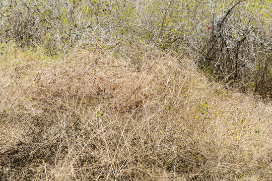 Cuba, Cienfuegos, Guanaroca Nature Reserve.  A tangle of grass and brush.