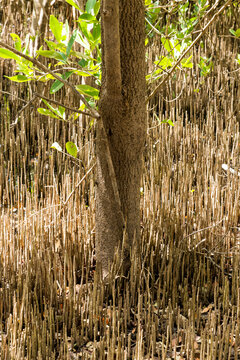 Cuba, Cienfuegos, Guanaroca Nature Reserve.  Grass and trees of the Caribbean.
