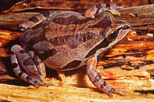 An adult Ornate Chorus Frog, Pseudacris ornata