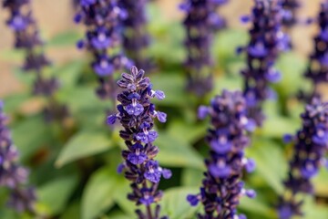 Fototapeta premium Close up of purple salvia flowers with green leaves in soft light. Small water droplets on petals after rain. Natural beauty in a garden setting. Bloom detail.