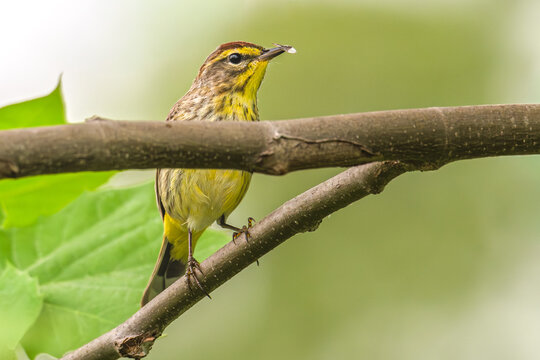Palm warbler with an insect wing stuck to its beak.