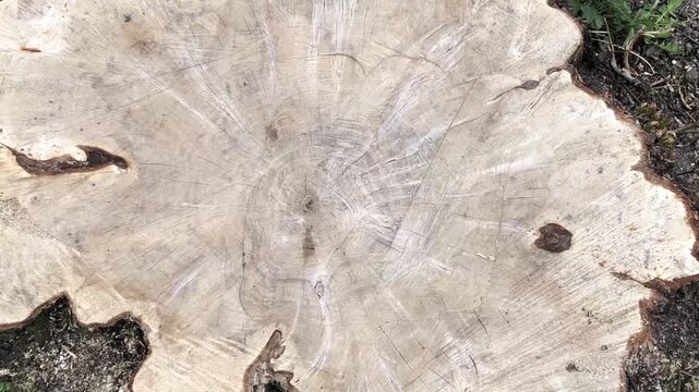 freshly cut stump of a large tree zoom out