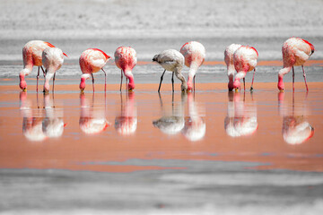James's flamingo flock, Phoenicoparrus jamesi, foraging with juvenile in Laguna Santa Maria, Salta, Argentina. Parina chica birds reflected. © Valentin