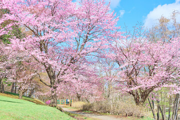 Fototapeta premium 緑ヶ丘公園の桜