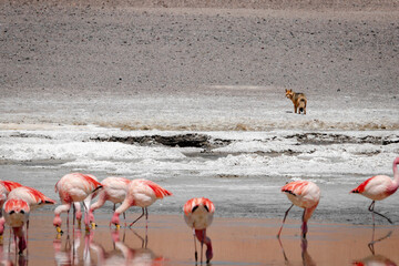 Andean fox, Lycalopex culpaeus, observing James's flamingos in Santa Maria Lagoon, Salta, Argentina. Zorro culpeo predator near Phoenicoparrus jamesi. © Valentin
