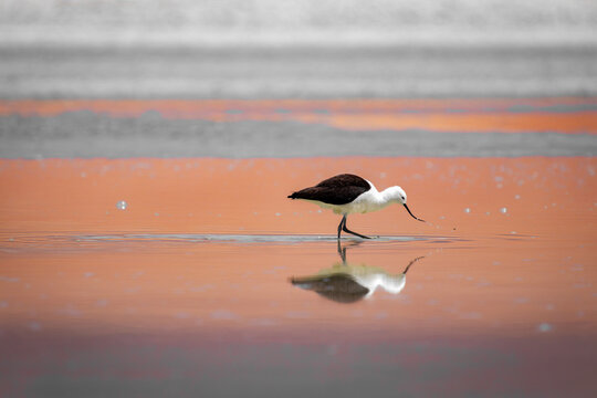 Andean avocet, Recurvirostra andina, foraging in Santa Maria Lagoon, Salta, Argentina. Avoceta andina bird reflected in Andean salt lake waters.