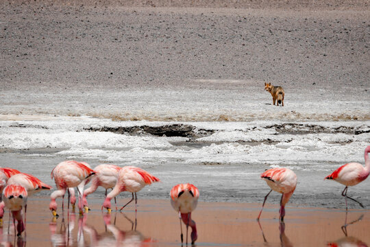 Andean fox, Lycalopex culpaeus, observing James's flamingos in Santa Maria Lagoon, Salta, Argentina. Zorro culpeo predator near Phoenicoparrus jamesi.