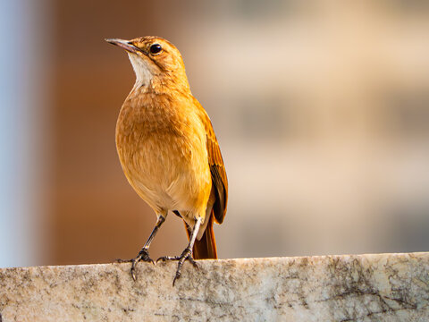 Rufous-bellied Thrush iluminated by sunlight landed on a wall