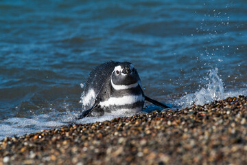 Magellanic penguin, Puerto Deseado, Santa Cruz Province, Patagonia Argentina © foto4440