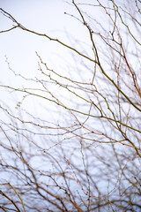 Obraz premium Bare tree branches stretch against a pale sky. Frosty twigs frame the winter horizon. Delicate limbs show signs of season's change. No leaves remain on the slender stems