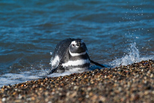 Magellanic penguin, Puerto Deseado, Santa Cruz Province, Patagonia Argentina