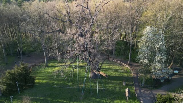 Dąb Bartek - wojew&oacute;dztwo Świętokrzyskie - Polska - Najstarsze dąb w Polsce o bardzo dużych rozmiarach. Około 1000 letnie drzewo nagrane dronem w wysokiej jakości, ujęcia kinowe