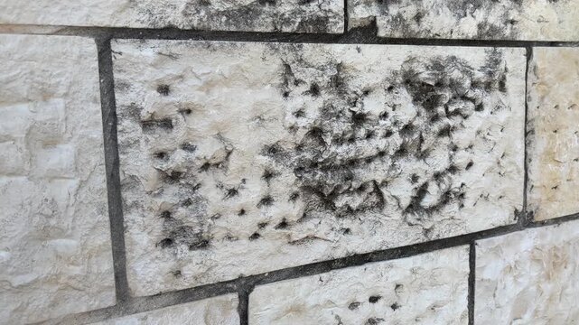 White limestone brick wall with dense black mold colonies and dark fungal patches showing severe moisture contamination and surface deterioration

