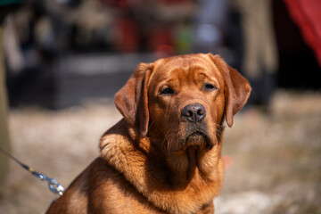 Portrait of a beautiful Fox Red Labrador Retriever dog outdoors © Edgars